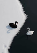 Monochromatic Balance: The Yin-Yang Swans